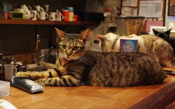 猫まみれ台湾旅行　その４　お洒落夜市に潜むお洒落な猫カフェ「極簡咖啡館」_b0063958_7241999.jpg