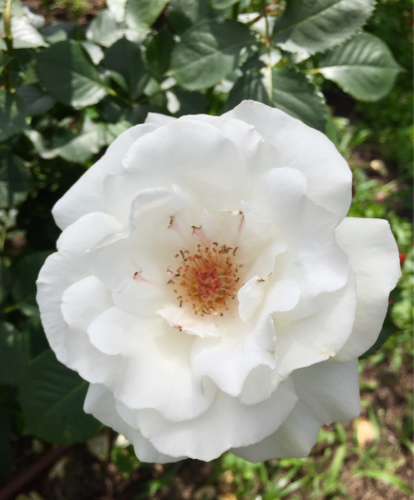 久しぶり♡ 母と家族でお出かけ！お寿司に靱公園のバラ園にリーガロイヤルホテル 盛り沢山の1日！_f0355367_22244503.jpg