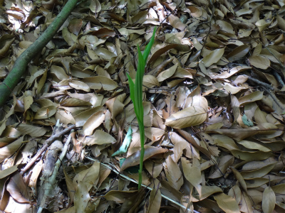 今年初めての金山（福岡市早良区）_d0182075_214716.jpg