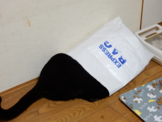 袋猫_e0355177_18492554.jpg