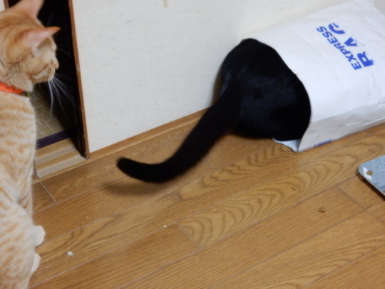 袋猫_e0355177_18494544.jpg
