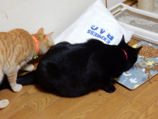 袋猫_e0355177_18510411.jpg