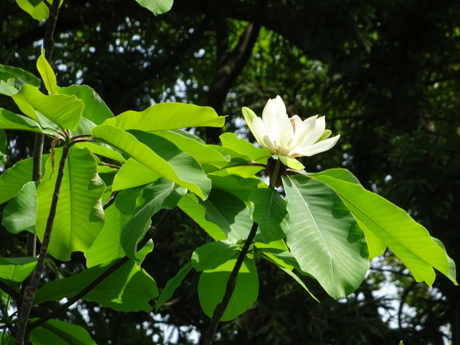 ホオノキの花　　２０１６．５．14_c0153880_19585882.jpg