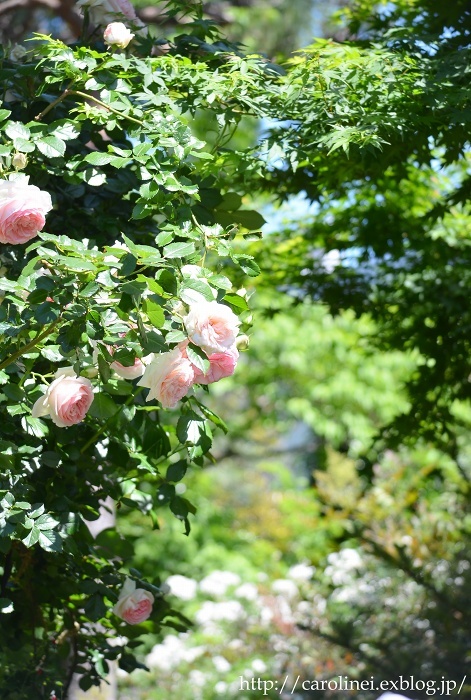 薔薇満開の庭　　My Roses are in Full Bloom_d0025294_16160191.jpg