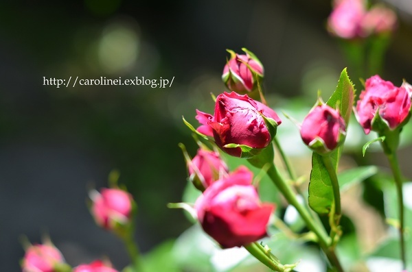 薔薇満開の庭　　My Roses are in Full Bloom_d0025294_16190548.jpg