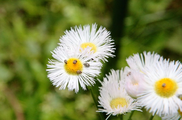 ハルジオンに集まる虫 黒花潜 小青花潜 腿太天牛擬 姫丸鰹節虫 蜆蝶 筋黒白蝶 背筋針蝿 世話要らずの庭