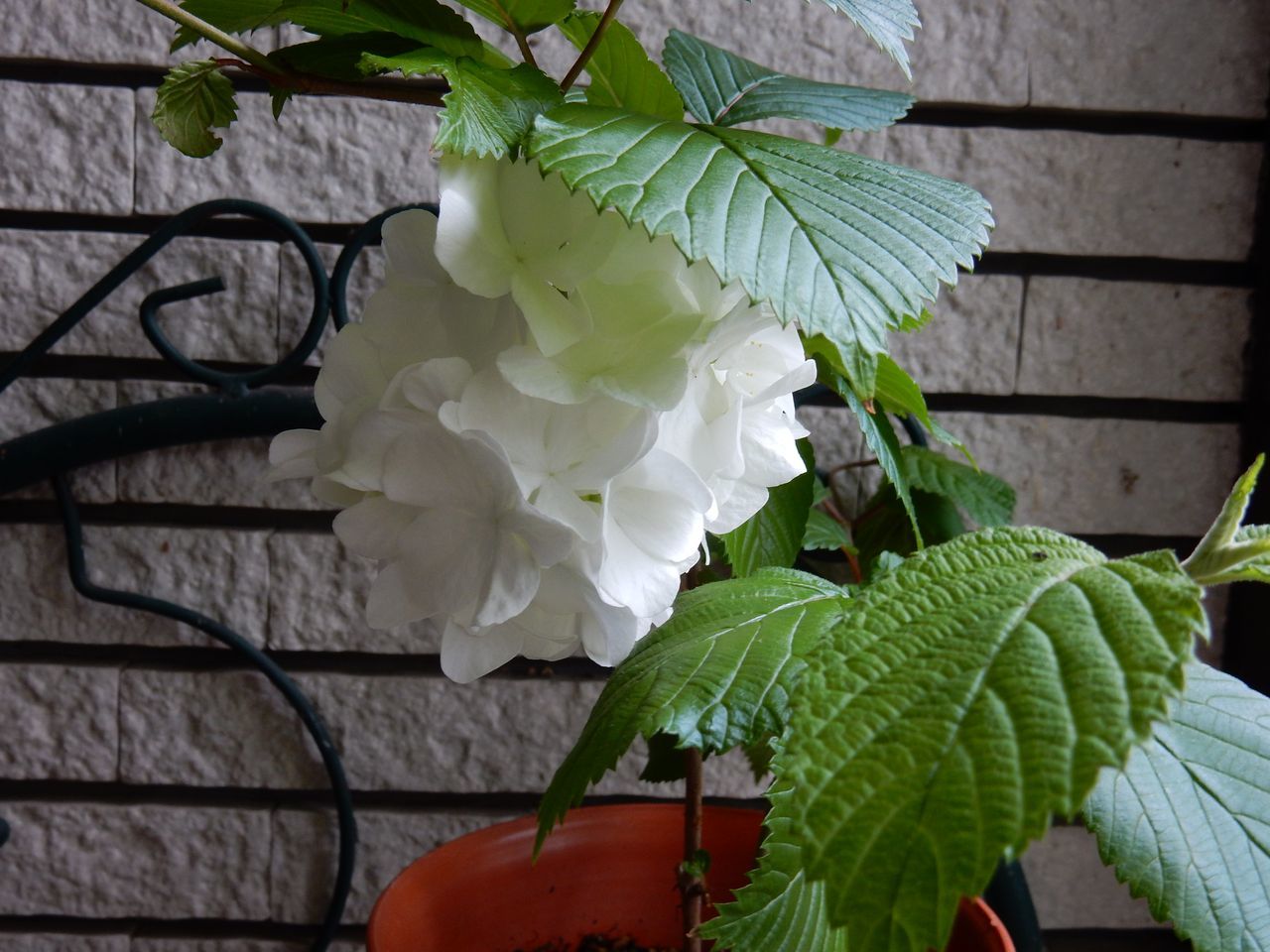 春の芽_c0025115_20104401.jpg
