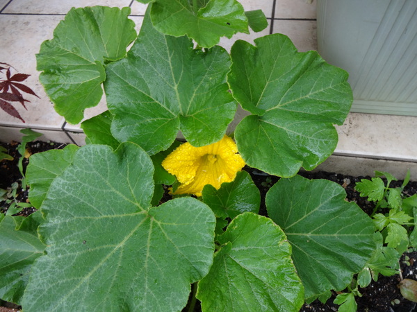 かぼちゃの花とおうち御飯など・・・_a0224117_223266.jpg