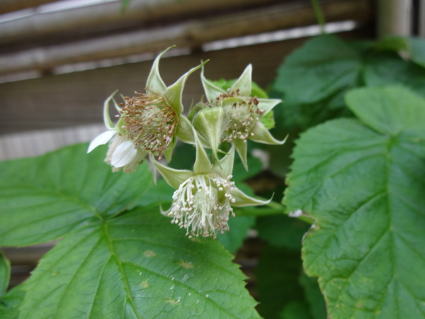 かぼちゃの花とおうち御飯など・・・_a0224117_2244647.jpg