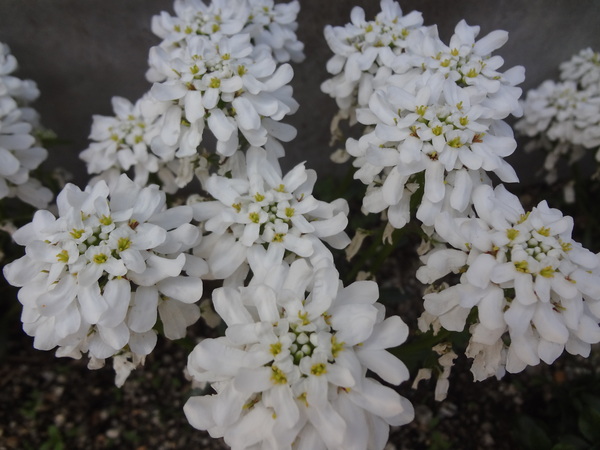 かぼちゃの花とおうち御飯など・・・_a0224117_2285912.jpg