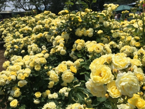 c0086221_19510947.jpeg