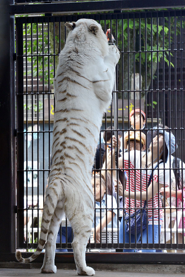 2016.5.14 宇都宮動物園☆ホワイトタイガーのアース【White tiger】_f0250322_021493.jpg