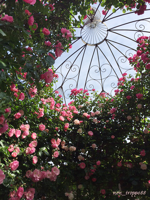 神代植物公園の薔薇フェスタへ..._d0086329_1893712.jpg