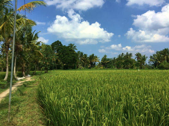 2016Bali ウブドの絶景ライステラスをあさんぽ_f0134229_22374338.jpg