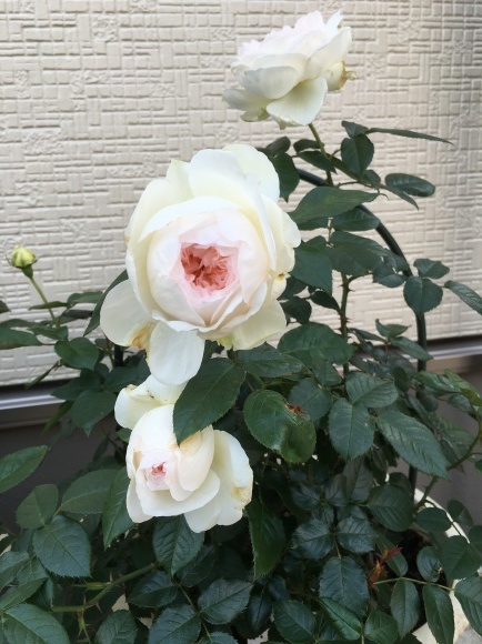 a0027742_18270212.jpeg