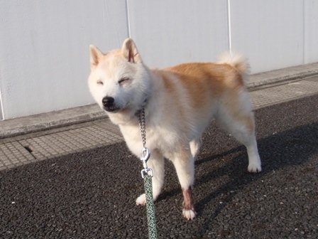 太った 柴犬 はなとわ日記 太った 柴犬 はなとわ日記