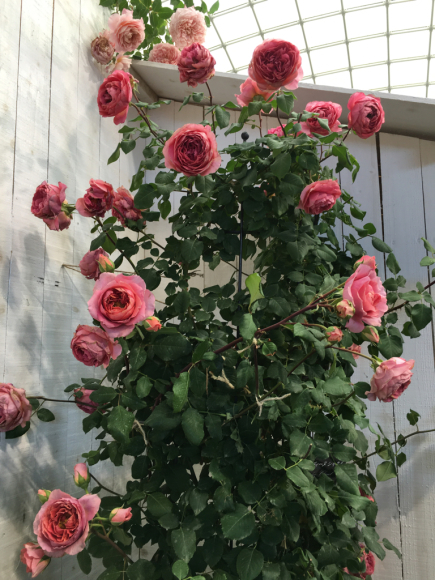 2016国際バラとガーデニングショウ 気になった薔薇 : my small garden ...