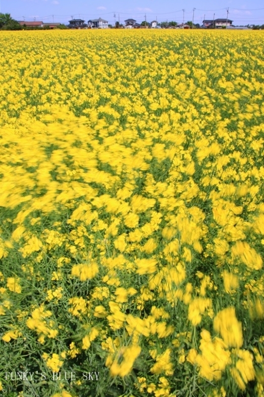 青空と菜の花畑***　（この広い野原いっぱい～♪）_c0145250_10350508.jpg