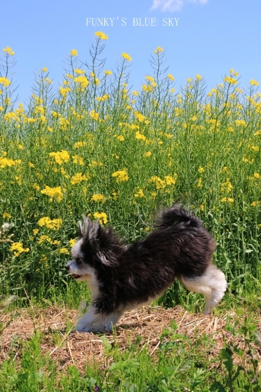 青空と菜の花畑***　（この広い野原いっぱい～♪）_c0145250_10350763.jpg