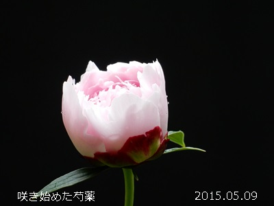 群馬で花を楽しもう_a0290852_1004142.jpg