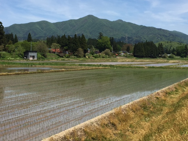 田植えが始まりました_b0311459_1351020.jpg