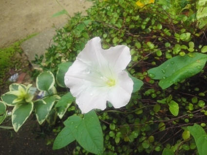 ひるがお、ひるねがお_b0368362_14310623.jpg