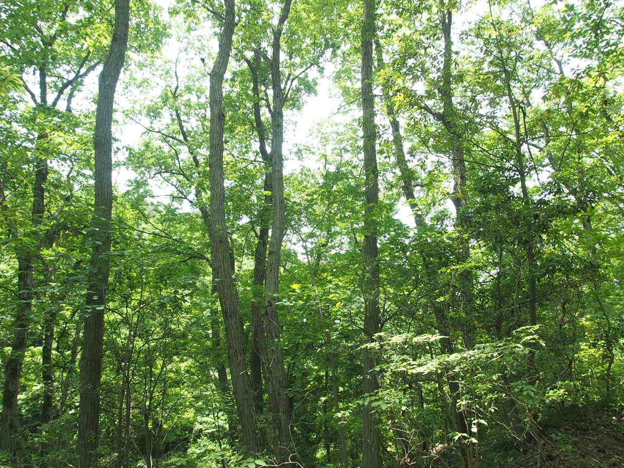 c0321967_20220672.jpeg