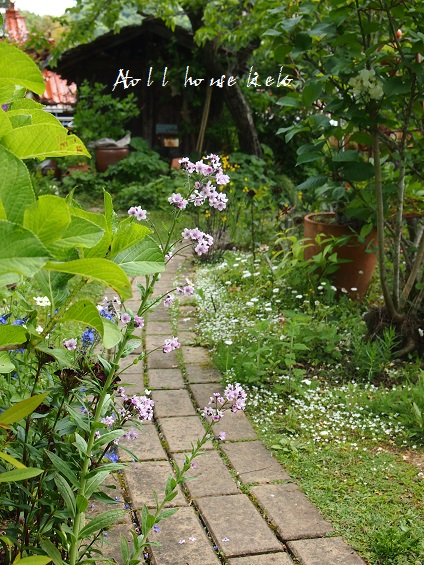 春の花が咲いてます_a0139570_20485919.jpg