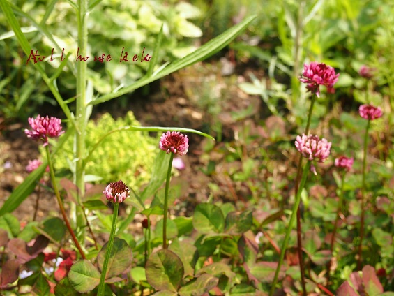 春の花が咲いてます_a0139570_2049254.jpg