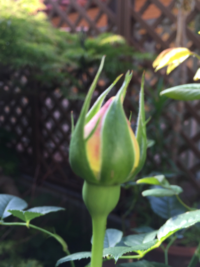 Rose Buds_a0333073_07014784.jpg