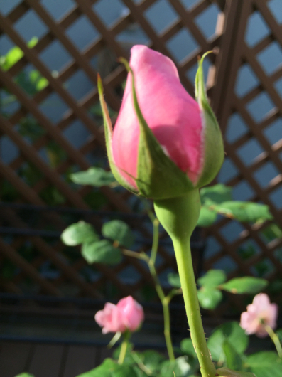 Rose Buds_a0333073_07014827.jpg