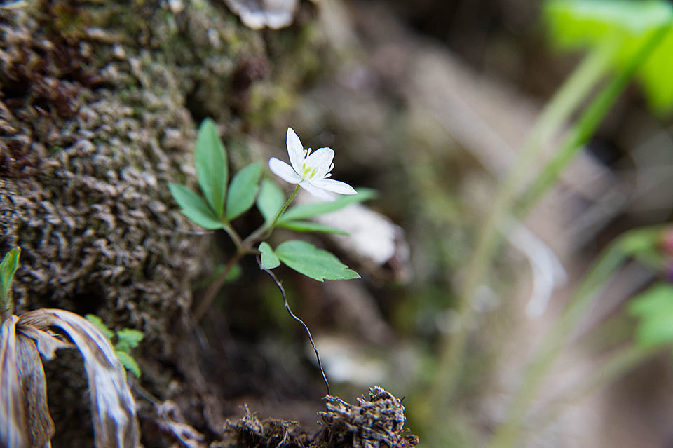 様似山道　2016/5/14_f0109977_23251135.jpg