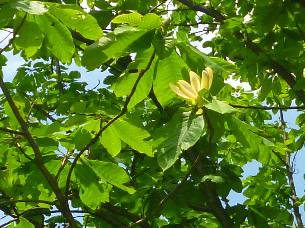 e0355083_1757537.jpg