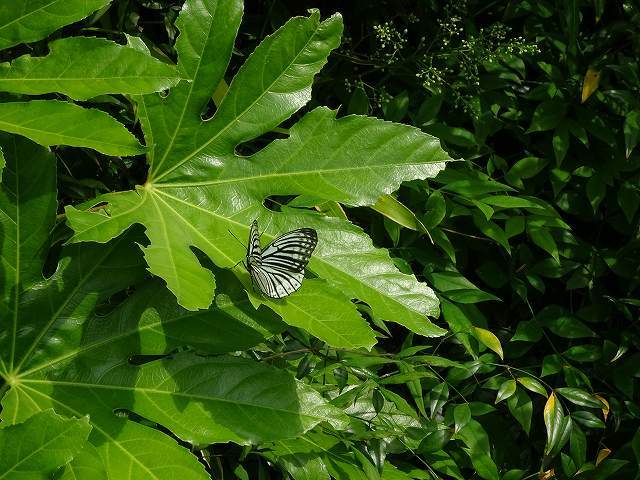 白化型のアカボシゴマダラ大陸亜種_d0088184_17333092.jpg