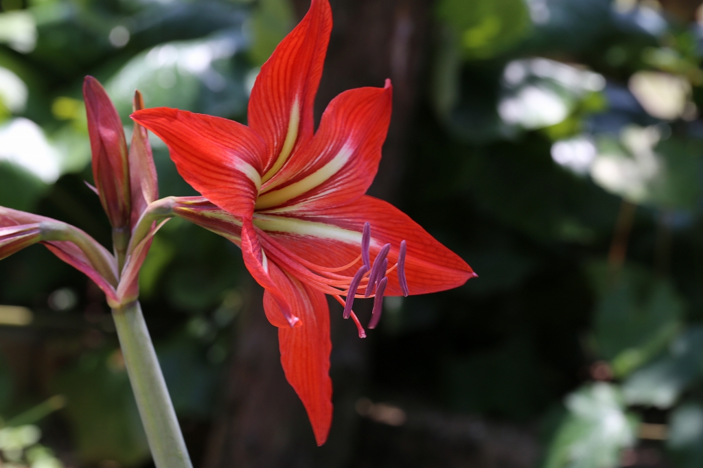 2016.05.15　庭に咲く花。　アマリリス_f0140087_1934512.jpg