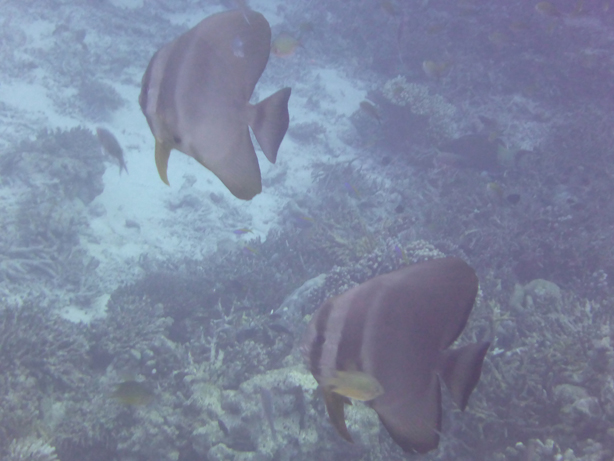 Maldives 2016 Maafushivaru　マーフシヴァル　その32　朝スノ_c0147790_1692923.jpg