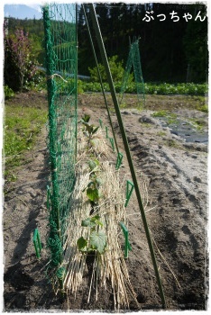 夏野菜の一部_f0353990_09151858.jpg