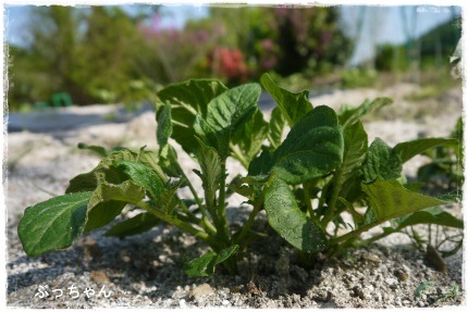 夏野菜の一部_f0353990_09164874.jpg