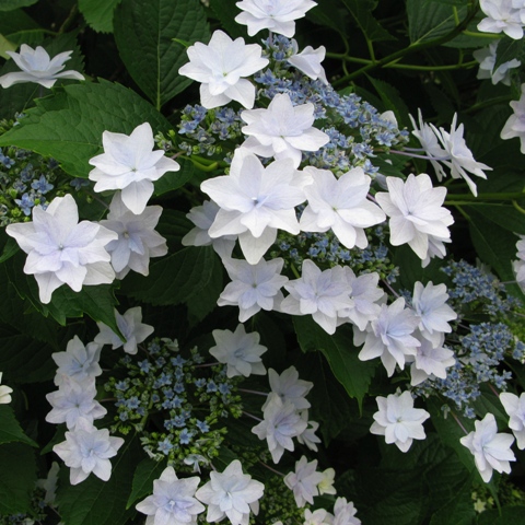 ーー墨田の花火 と かしわば あじさい 咲いてきました ーー マダムジュリアンの独り言