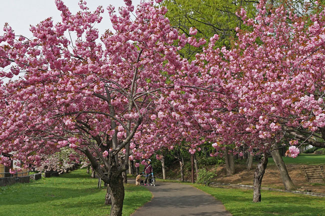 緑道公園の八重桜_d0162994_9312949.jpg