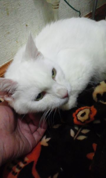 こなゆきちゃん 退院してきました_f0242002_22232162.jpg