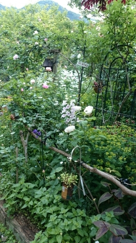 オーブンガーデンin光_e0280703_14215291.jpg