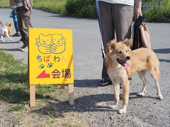 2016.5.15　定例いぬ親会_e0242804_21283686.jpg