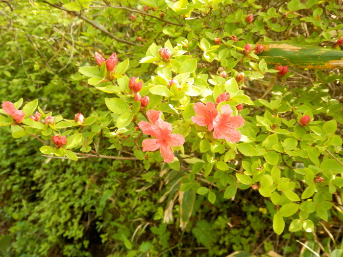 三瓶山を駆ける_f0219710_08372060.jpg
