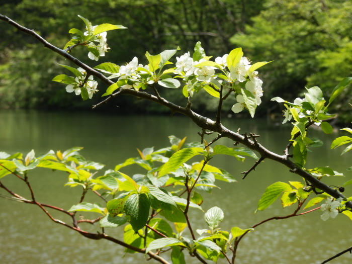 三瓶山を駆ける_f0219710_11150252.jpg