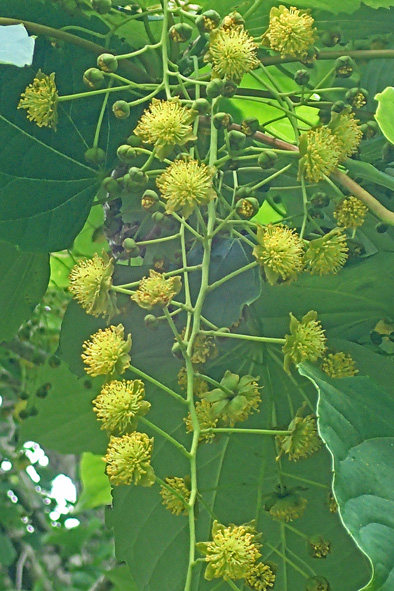 イイギリの雄花 樹木見て歩き