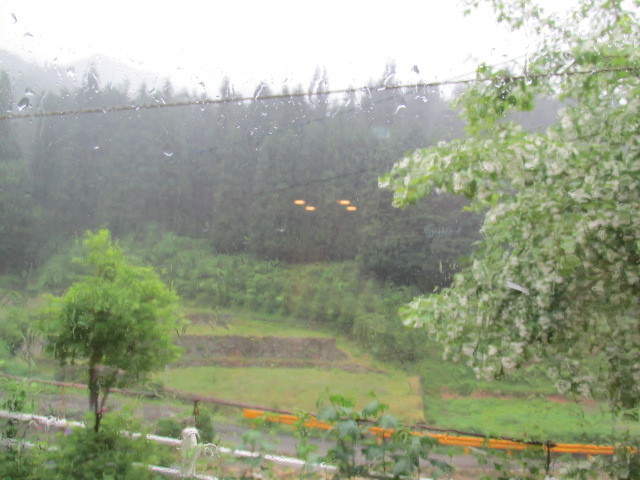 横文字の花の名前は おぼえられん詩 5月16日 月 雨 トチノキの詩