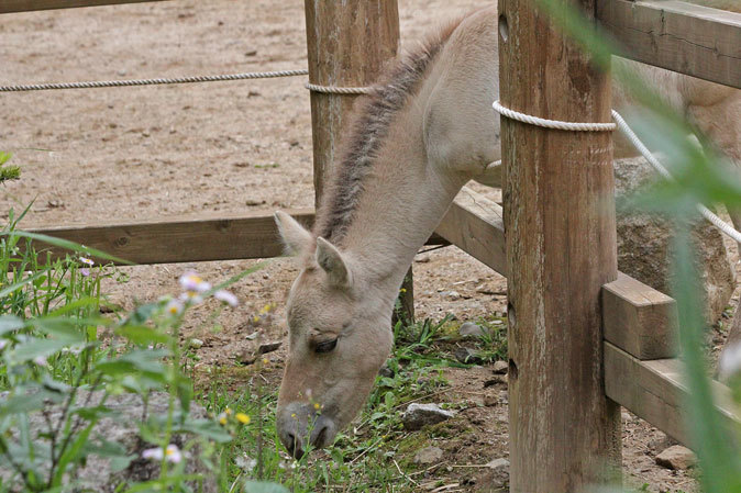 モウコノウマ・パーニャの赤ちゃん、放飼場デビュー！！_b0355317_11101383.jpg