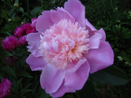 ターシャの愛した花 : 花の自由旋律