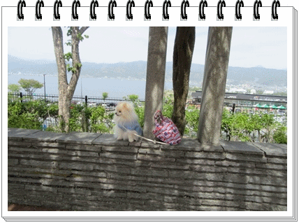 b0167519_14122663.gif